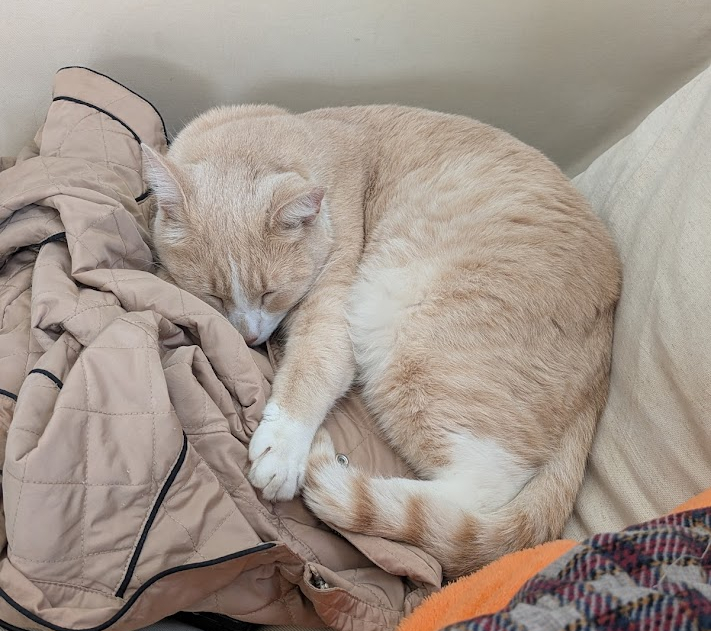 a white-and-cream colored cat sleeps peacefully in a pile of blankets, pillows, and a jacket.